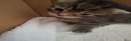 Mixed Breed cats for sale: 3 beautiful gray tabby kittens  in Doncaster - Advert 12