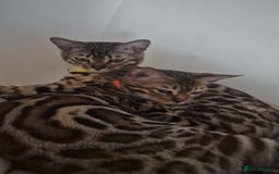 Bengal cats for sale:  🌟 Stunning Bengal Kittens  🌟 🥰🥰 - Image 31
