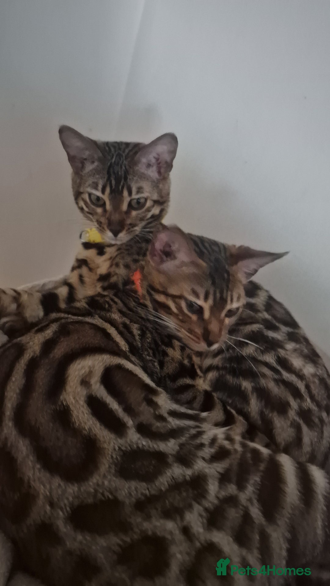 Bengal cats for sale:  🌟 Stunning Bengal Kittens  🌟 🥰🥰 - Image 31