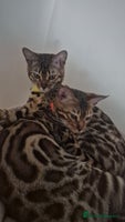 Bengal cats - Advert 12