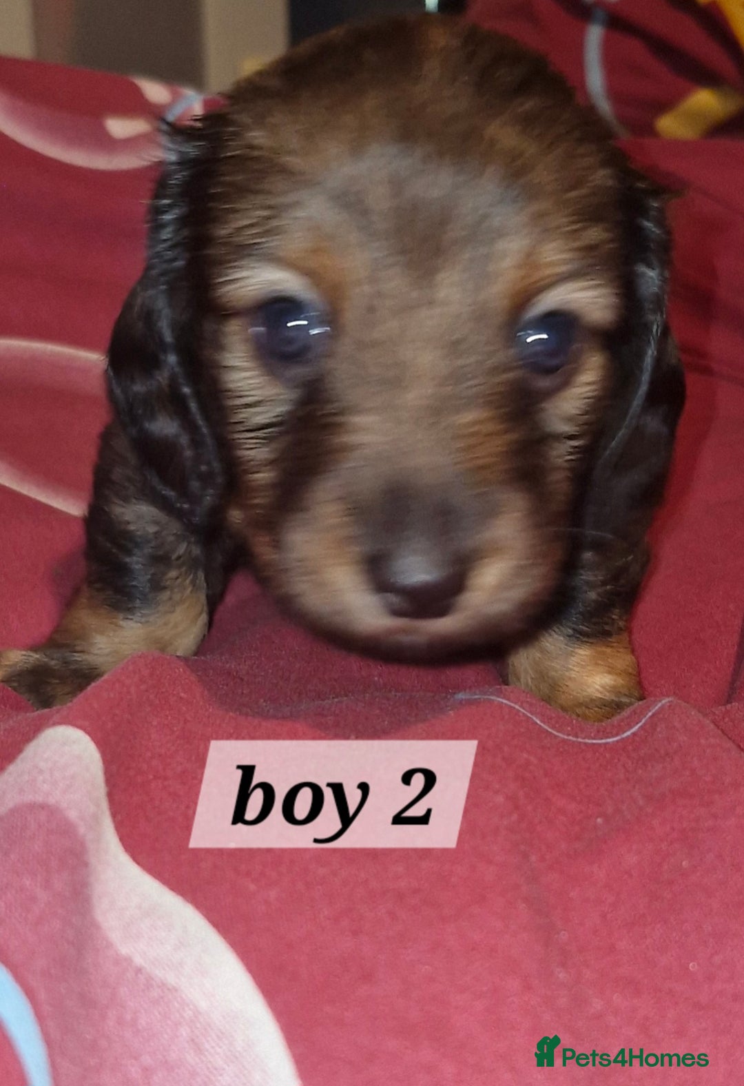 Dachshund dogs for sale: 7 beautiful dachshunds puppys - Image 14