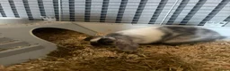 Mini Lop rabbits for sale: Female Mini lop  in Mexborough - Advert 5