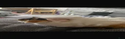 Guinea Pig rodents for sale: Mixed Guinea pigs  - Advert 2
