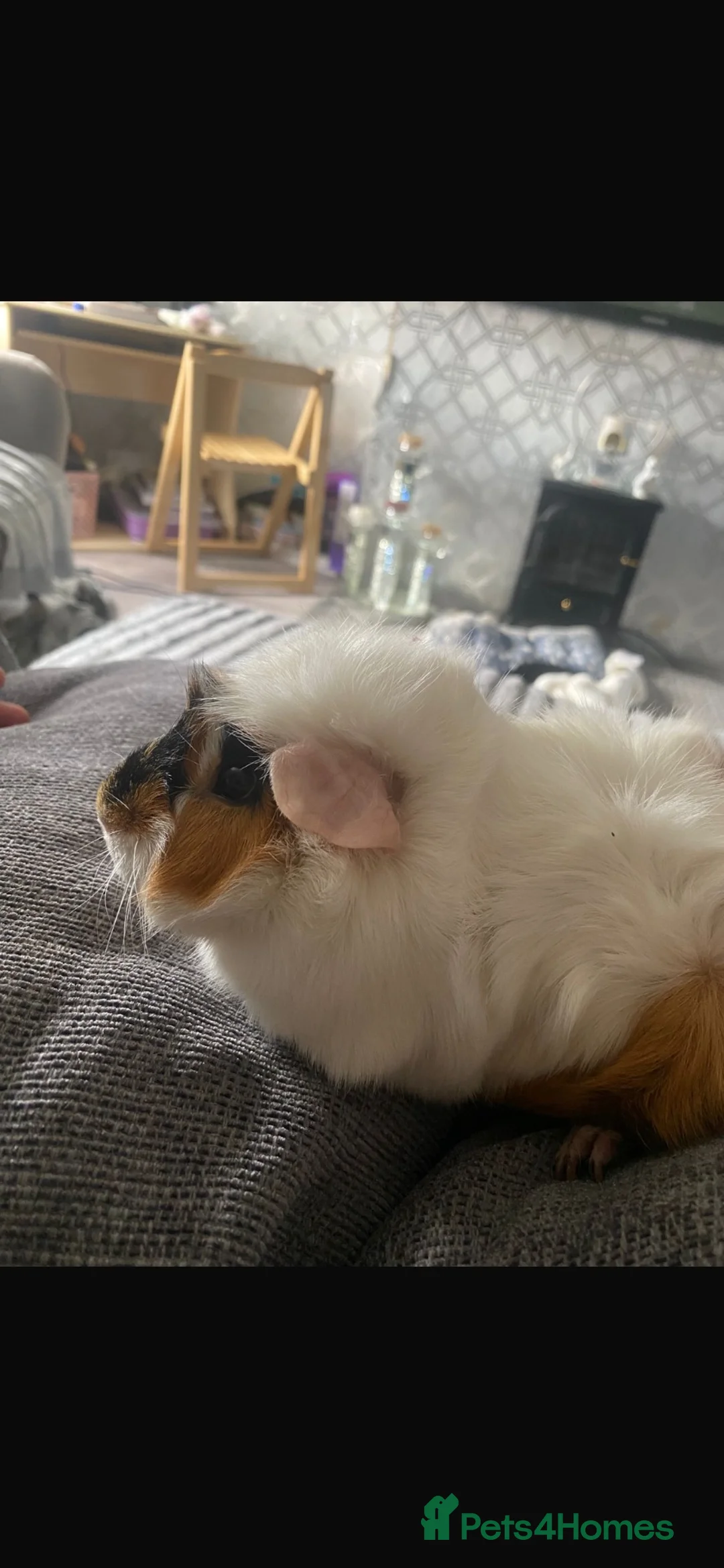 Guinea Pig rodents for sale: Mixed Guinea pigs  - Advert 2