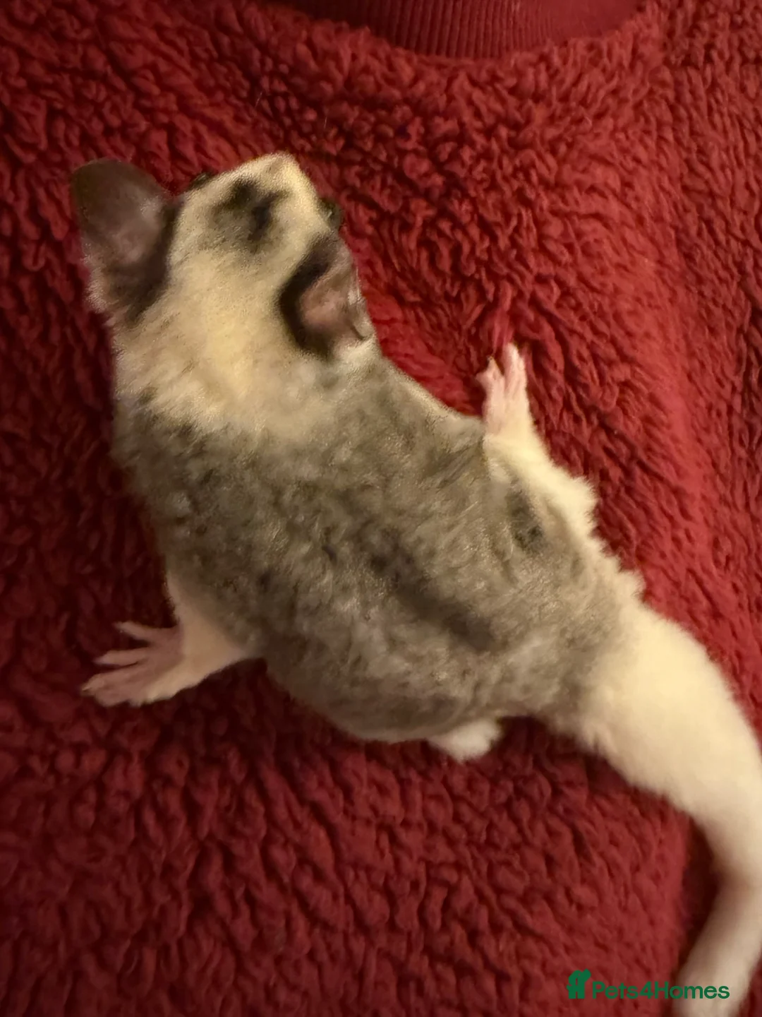 Sugar Glider rodents for sale: Tame sugar glider baby - Advert 6