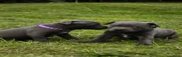 Staffordshire Bull Terrier dogs for sale: Blue KC Registered staffordshire bull terriers  - Advert 17