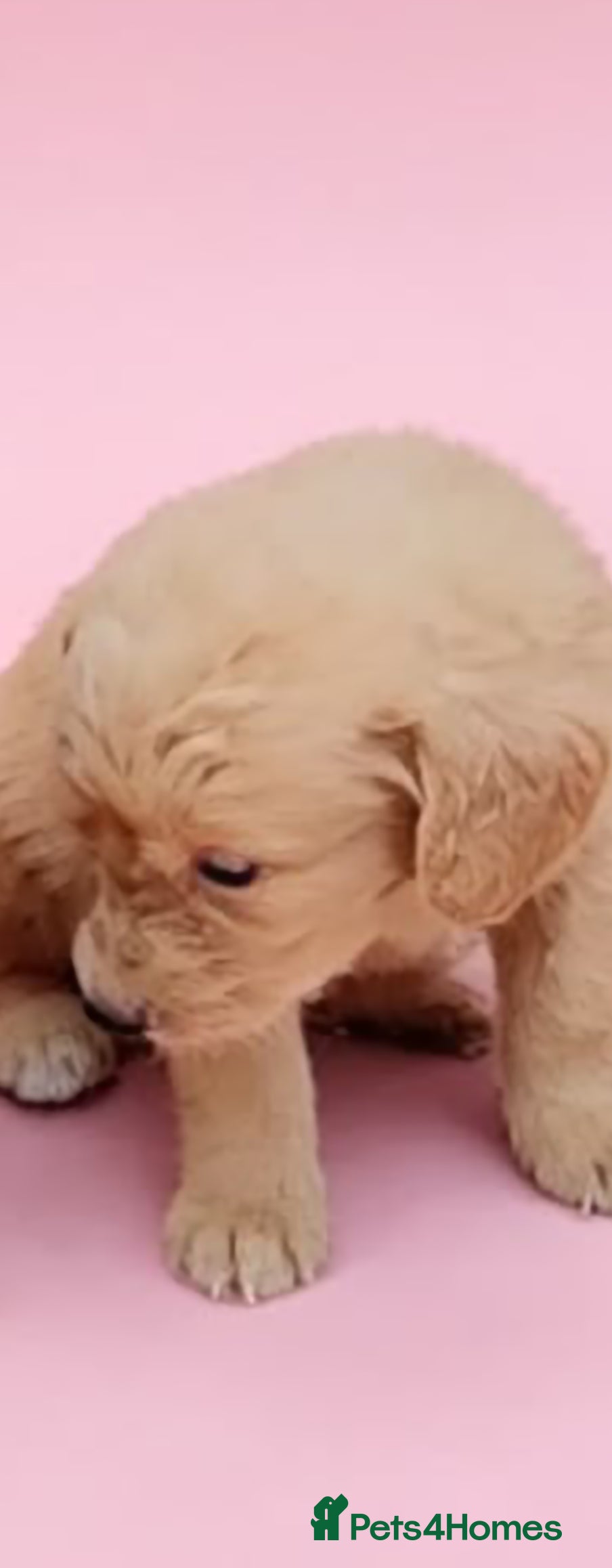 Labradoodle dogs Gorgeous Labradoodle puppies - Advert 2