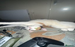 American Shorthair cats for sale: Milkshake the calico cat for sale - Image 1