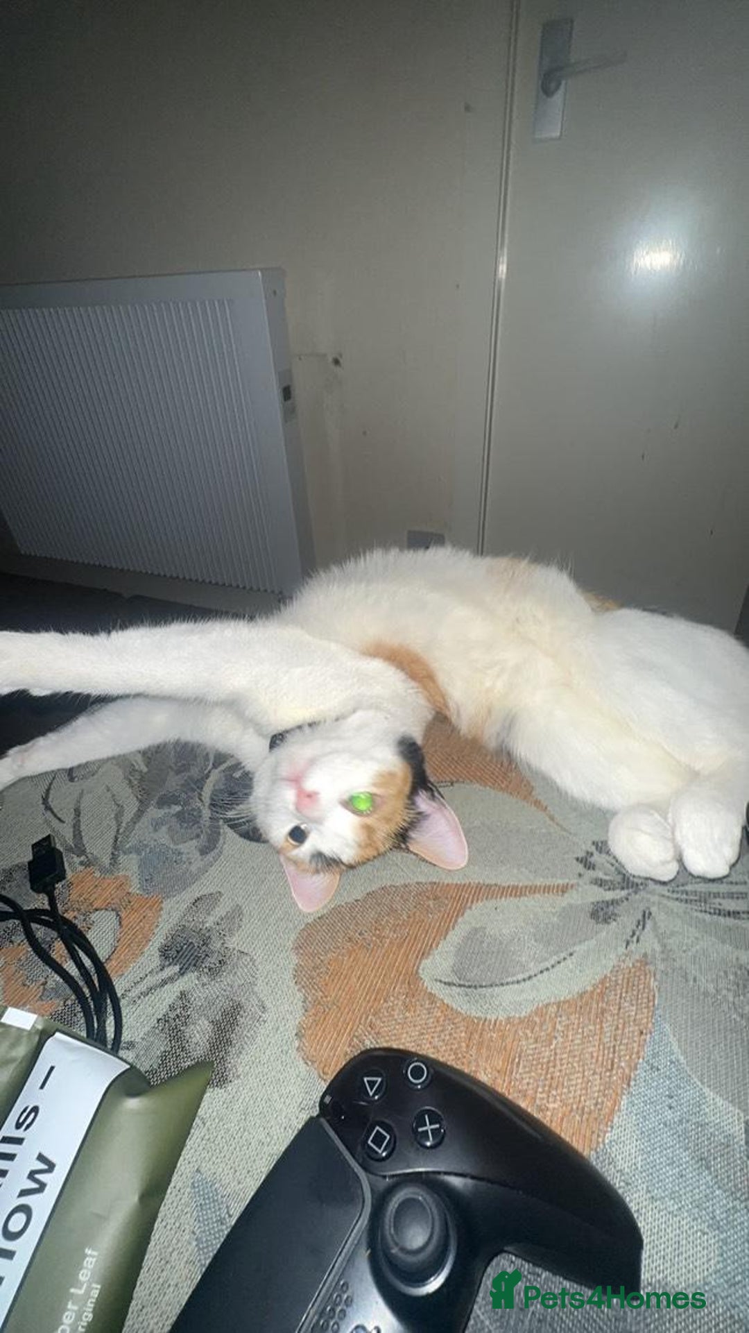 American Shorthair cats for sale: Milkshake the calico cat for sale - Image 1