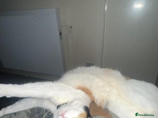 American Shorthair cats - Advert 2