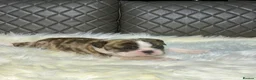 English Bulldog dogs for sale: KC registered English Bulldog Puppies  in Exeter - Advert 13