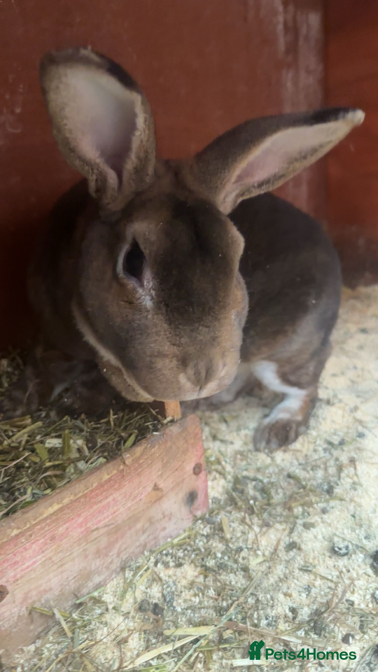 Rex rabbits Stunning Rex buck  - Advert 15