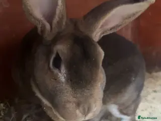 Rex rabbits Stunning Rex buck - Advert 7