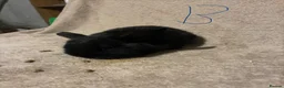Mini Lop rabbits for sale: Pure bred mini lops  - Advert 7