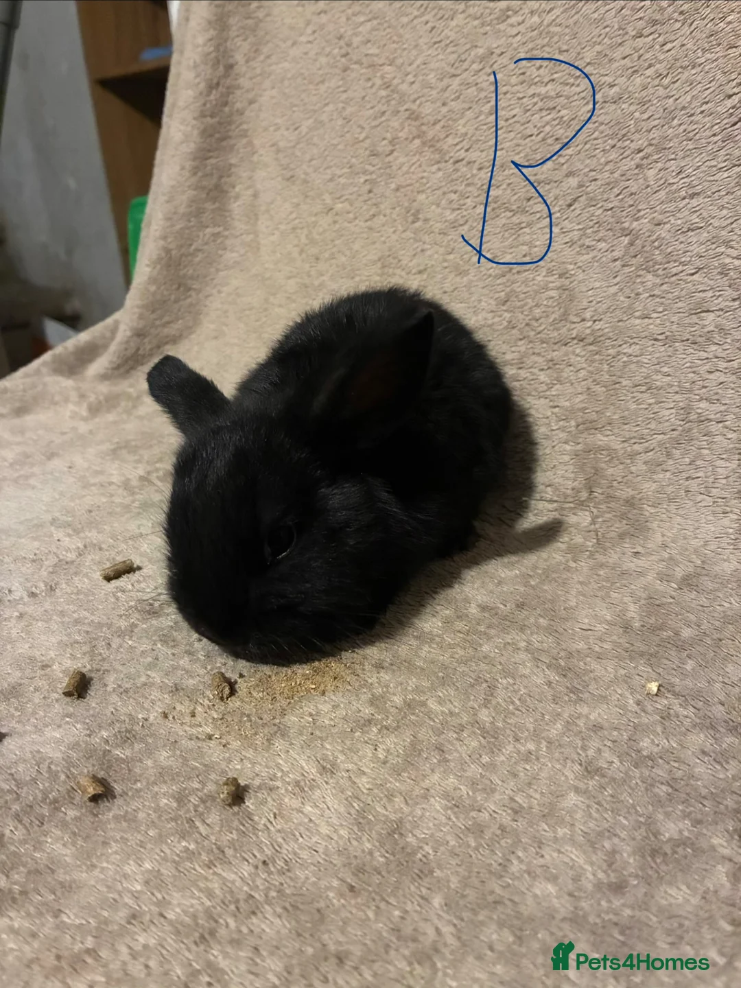 Mini Lop rabbits for sale: Pure bred mini lops  - Advert 7