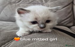 Ragdoll cats for sale: 5 GCCF Pedigree Ragdoll kittens for sale - Image 5