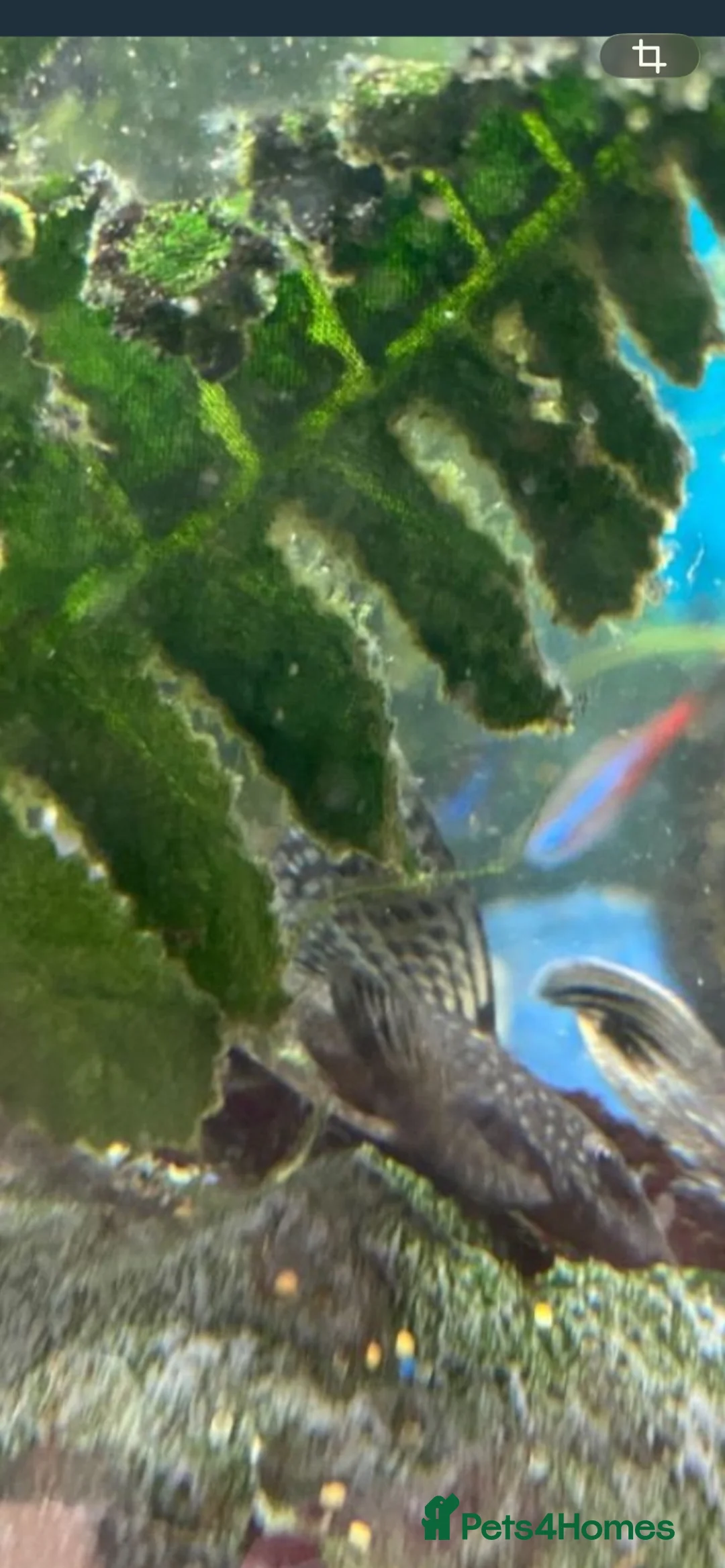 Plecos fish for sale: Green dragons and plec’s  in Taunton - Advert 2
