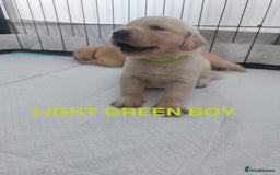 Golden Retriever dogs for sale: Golden Retriever Puppies  - Image 4