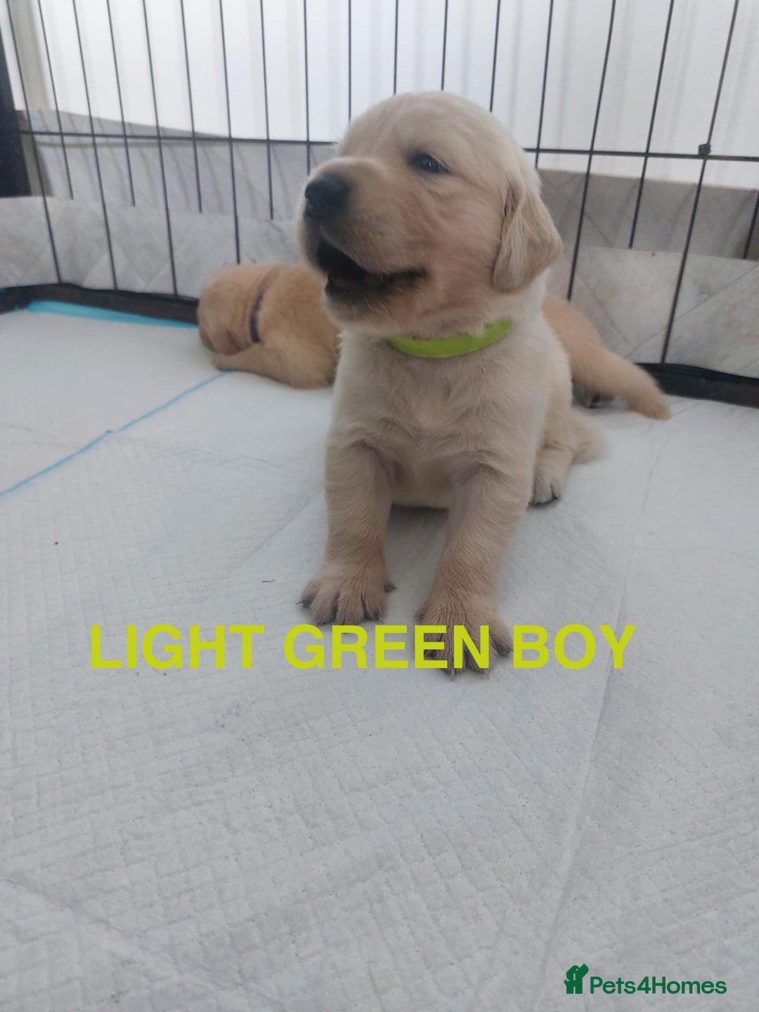 Golden Retriever dogs for sale: Golden Retriever Puppies  - Image 4