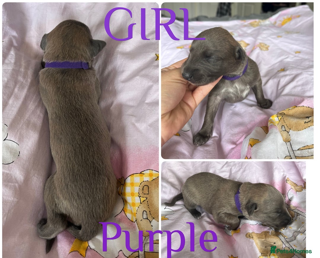 Whippet dogs for sale: Whippet puppies  - Image 9