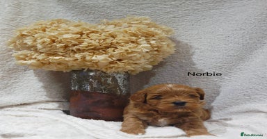 Mixed Breed dogs - Advert 8