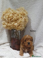 Mixed Breed dogs - Advert 16