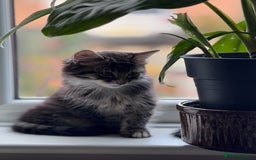 Bengal cats for sale: Bengal X Ragdoll - Image 9