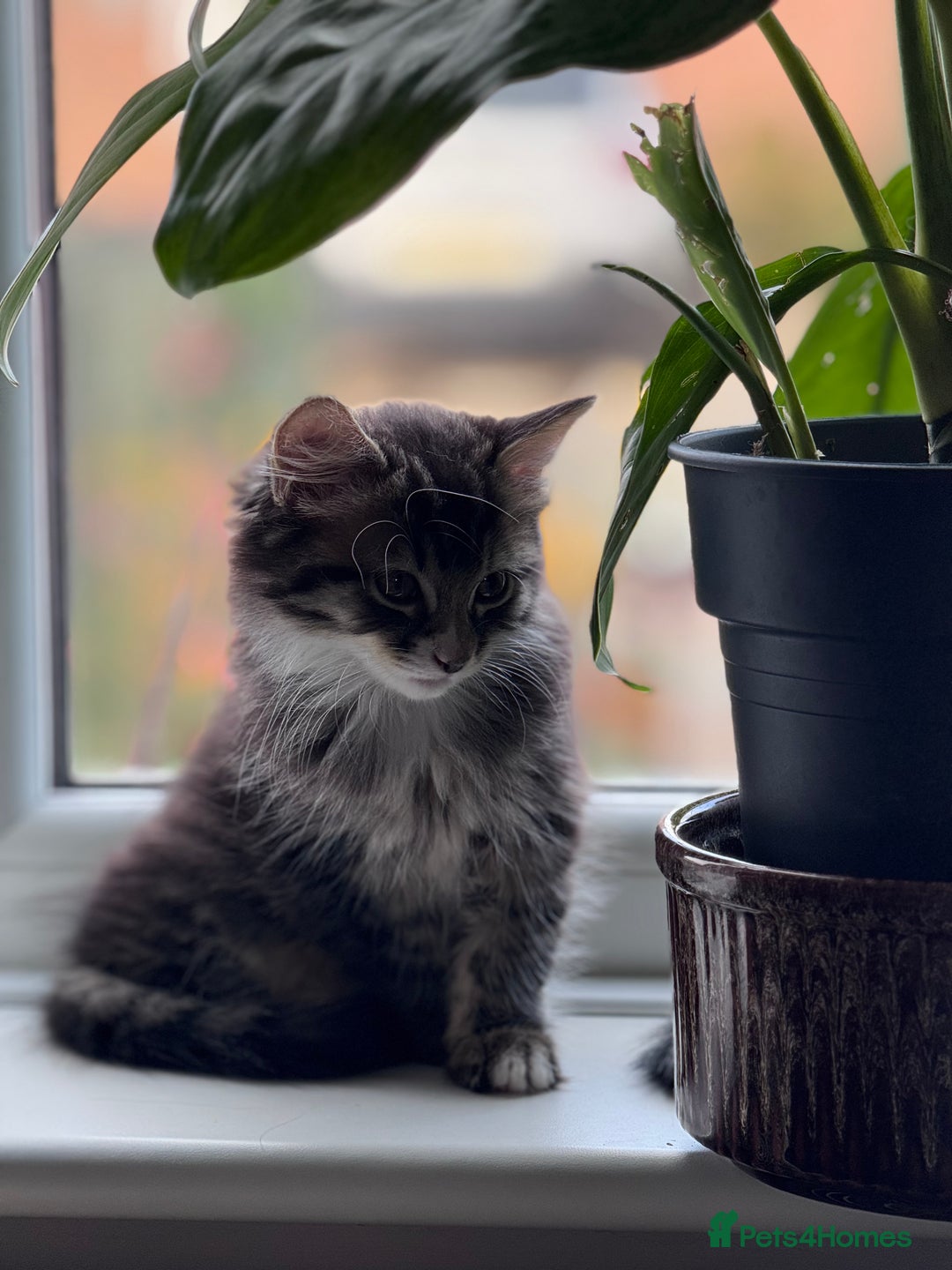 Bengal cats for sale: Bengal X Ragdoll - Image 9