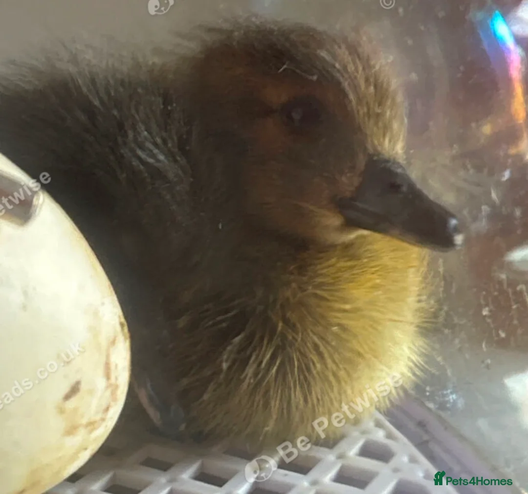 Ducks poultry for sale: Fertile duck eggs  - Advert 2