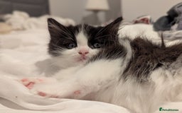 Maine Coon cats for sale: Maine Coon x Ragdoll kittens - Advert 15