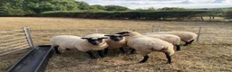 Sheep livestock for sale: Pedigree Llanwenog Shearling Ewes  in Chepstow - Advert 8