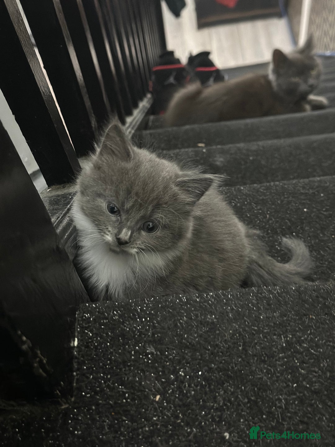 Maine Coon cats for sale: Beautiful blue/Gray kittens  - Advert 3