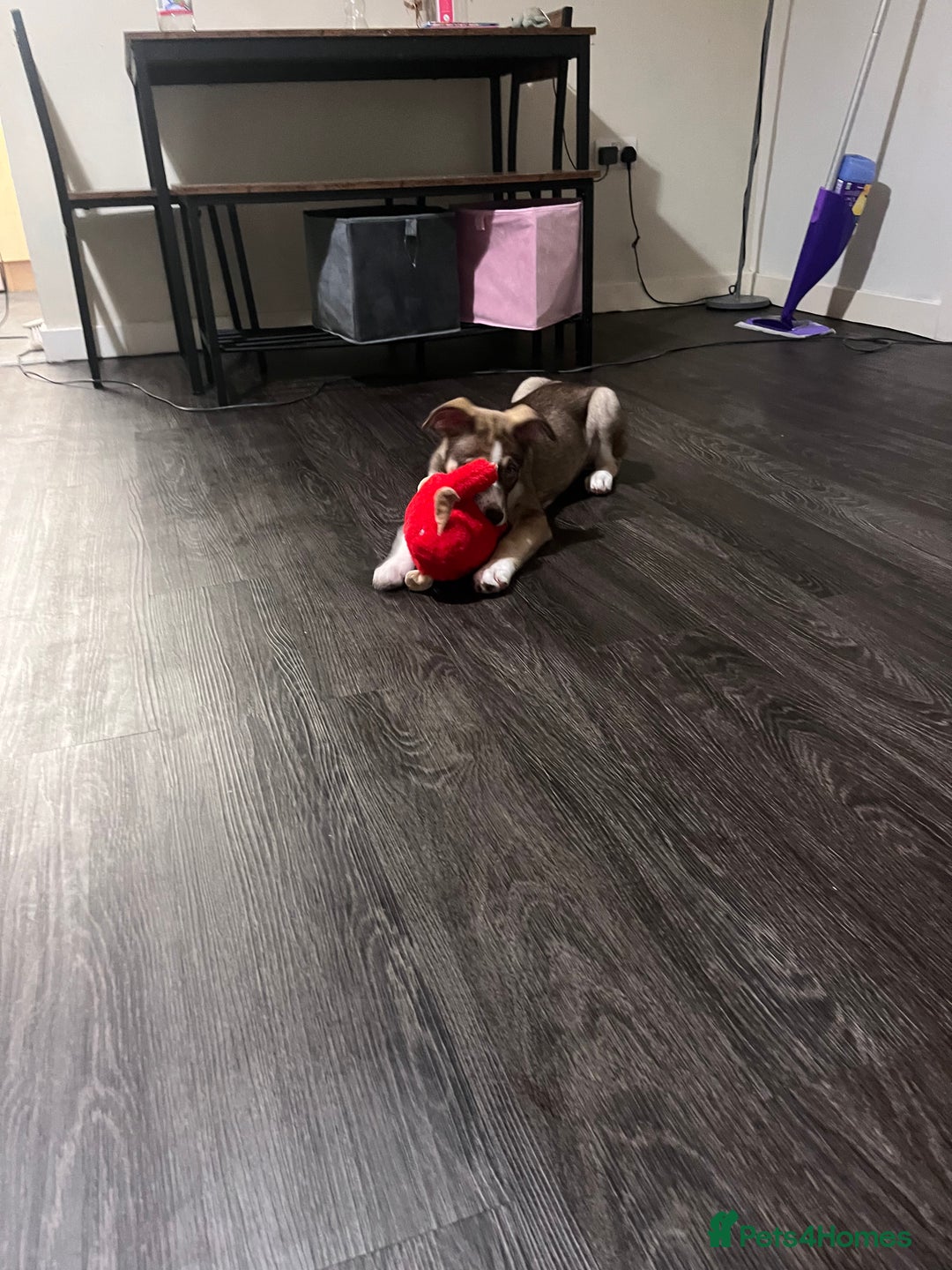 Mixed Breed dogs for sale: Husky cross (named Toffie) - Advert 8