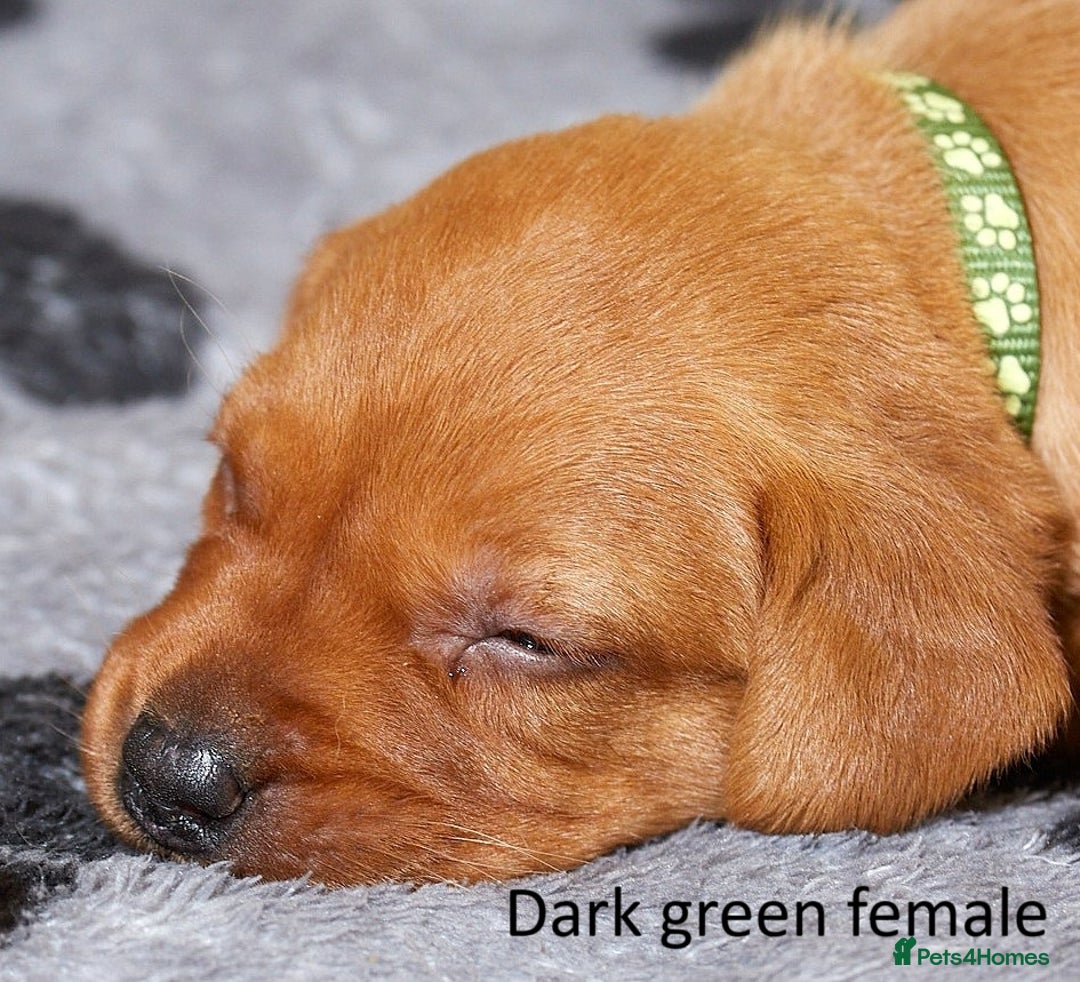 Labrador Retriever dogs for sale: Fox red labrador pups for sale - Image 11