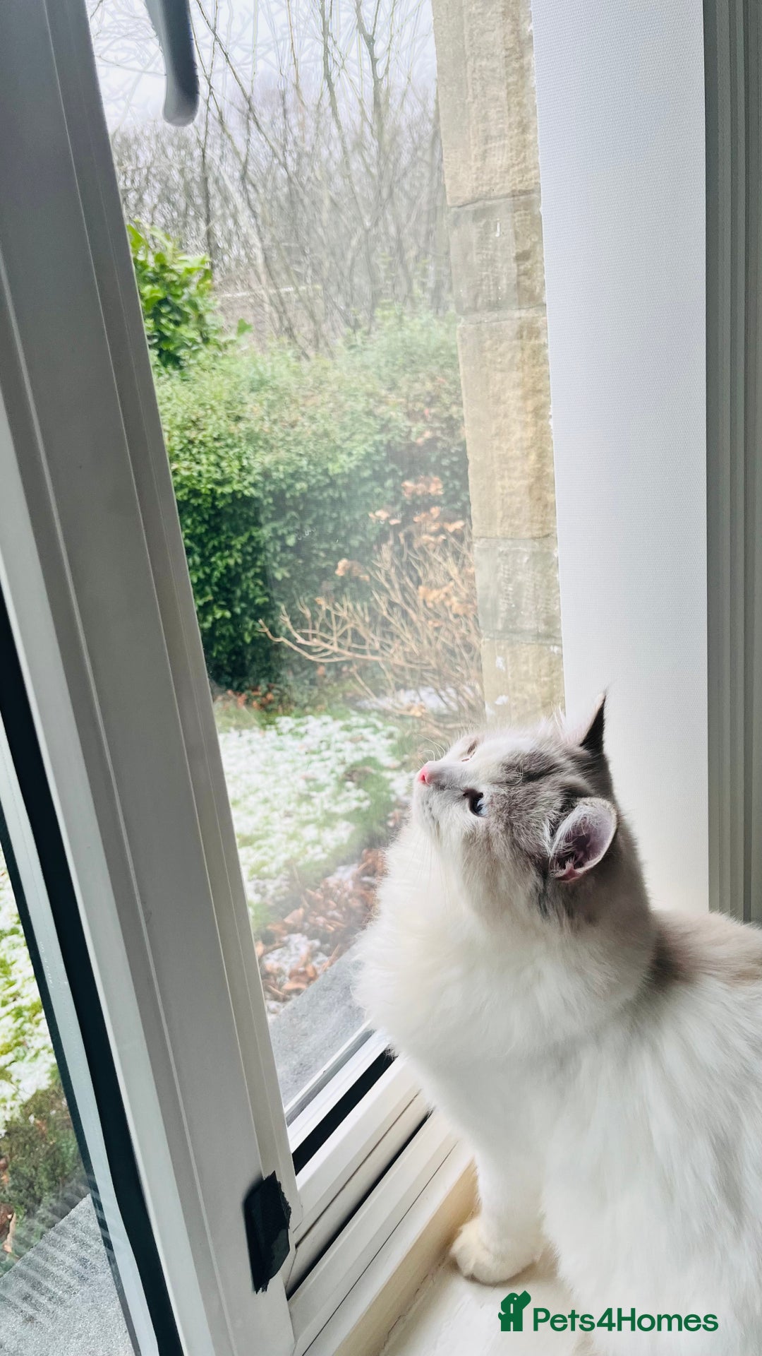 Ragdoll cats for sale: GCCF Pedigree Ragdoll Kitten - Advert 9