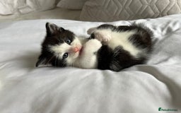 Domestic Shorthair cats for sale: Four beautiful male kittens  - Image 10
