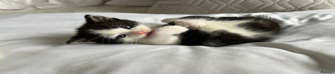 Domestic Shorthair Kitten 4