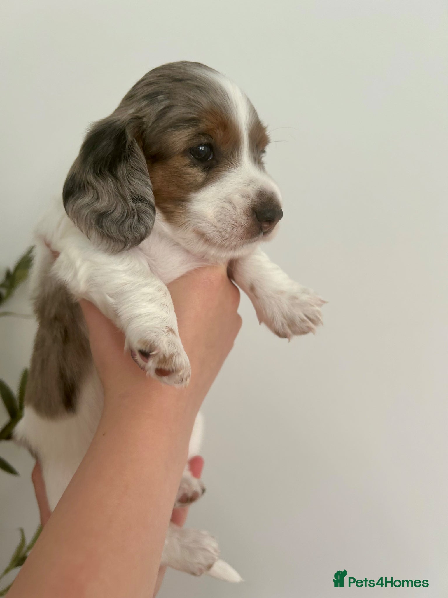 Miniature Dachshund dogs Beautiful KC Registered Long Hair Mini Dachshunds  - Advert 13