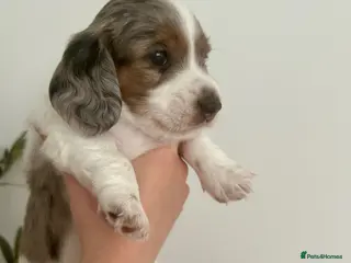 Miniature Dachshund dogs Beautiful KC Registered Long Hair Mini Dachshunds - Advert 13