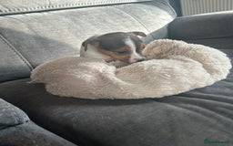 Jack Russell dogs for sale: Jack Russell pups  - Image 13