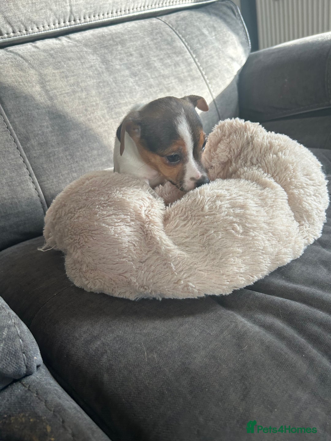 Jack Russell dogs for sale: Jack Russell pups  - Image 13