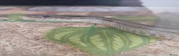 Snake reptiles for sale: Spotted Python, Hognose, 2x Corn in Greenhithe - Advert 7