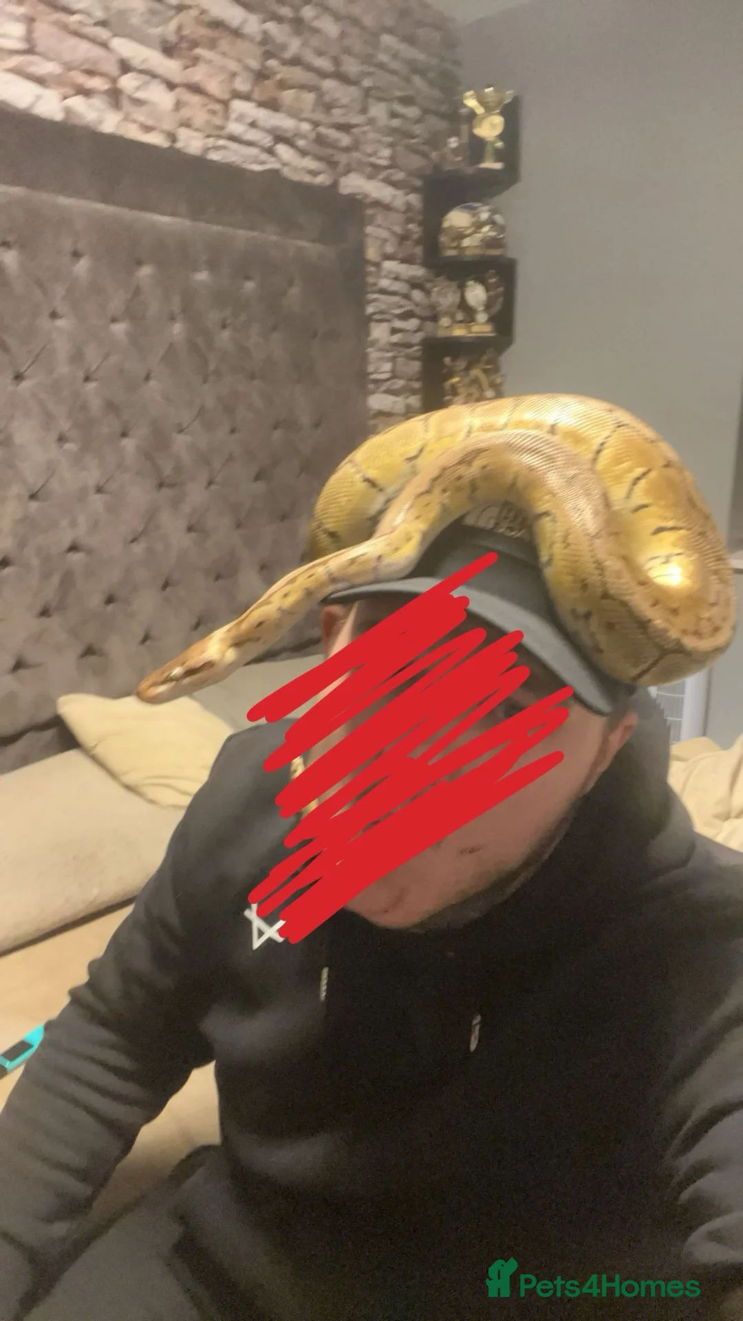 Python Snake reptiles for sale: Lemon blast ball python with enclosure  in Wakefield - Advert 2