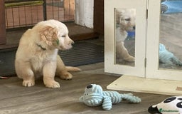 Golden Retriever dogs for sale: KC Registered  boy from 5 Star Breeder  - Image 22