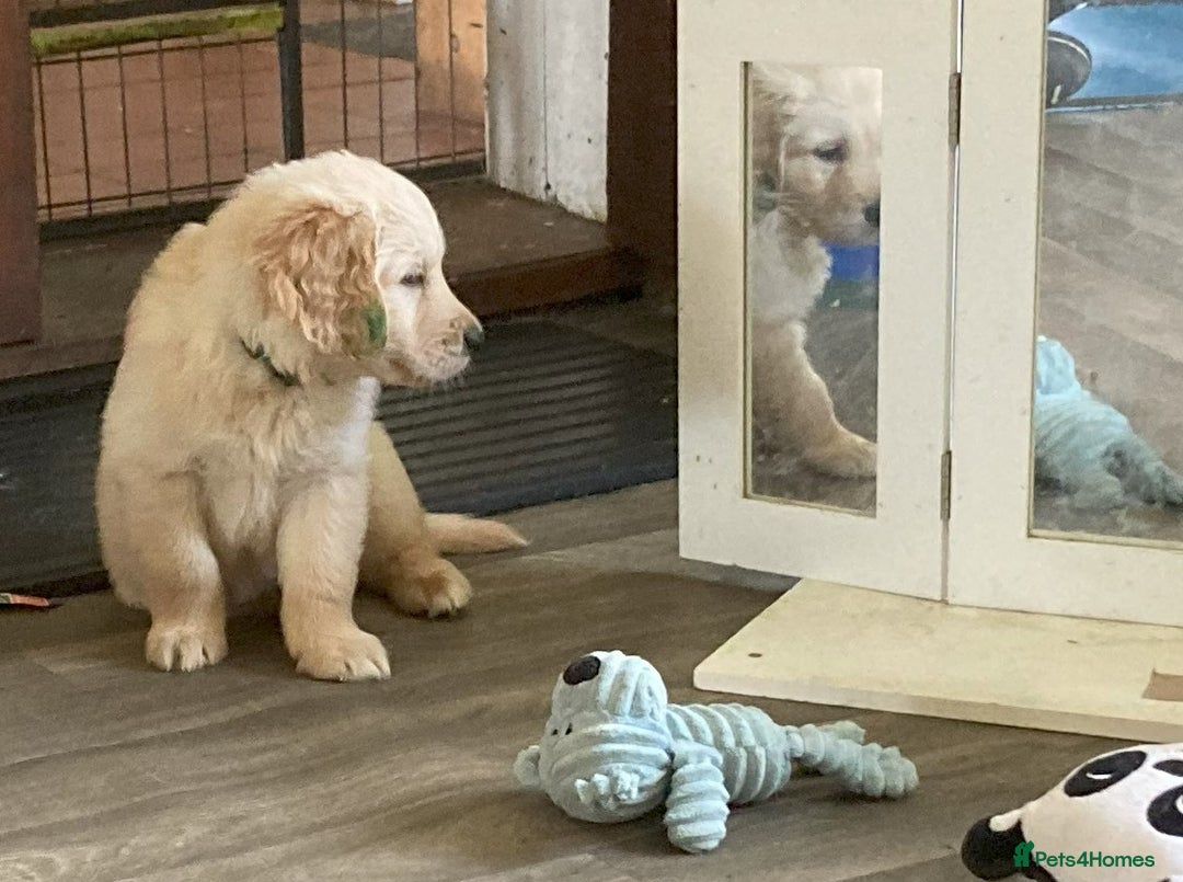 Golden Retriever dogs for sale: KC Registered  boy from 5 Star Breeder  - Image 22