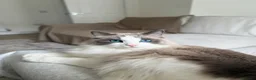 Ragdoll cats for sale: Blue Bi Colour Ragdoll - comes with all essentials - Advert 4