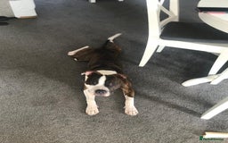 Staffordshire Bull Terrier dogs for sale: Staffordshire bull terriers for sale - Image 3