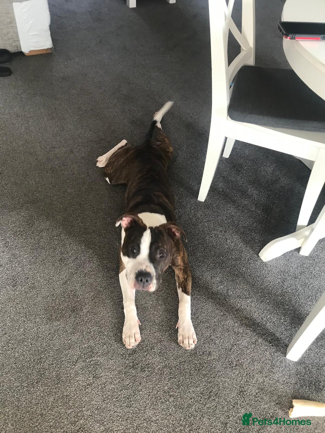 Staffordshire Bull Terrier dogs for sale: Staffordshire bull terriers for sale - Image 3