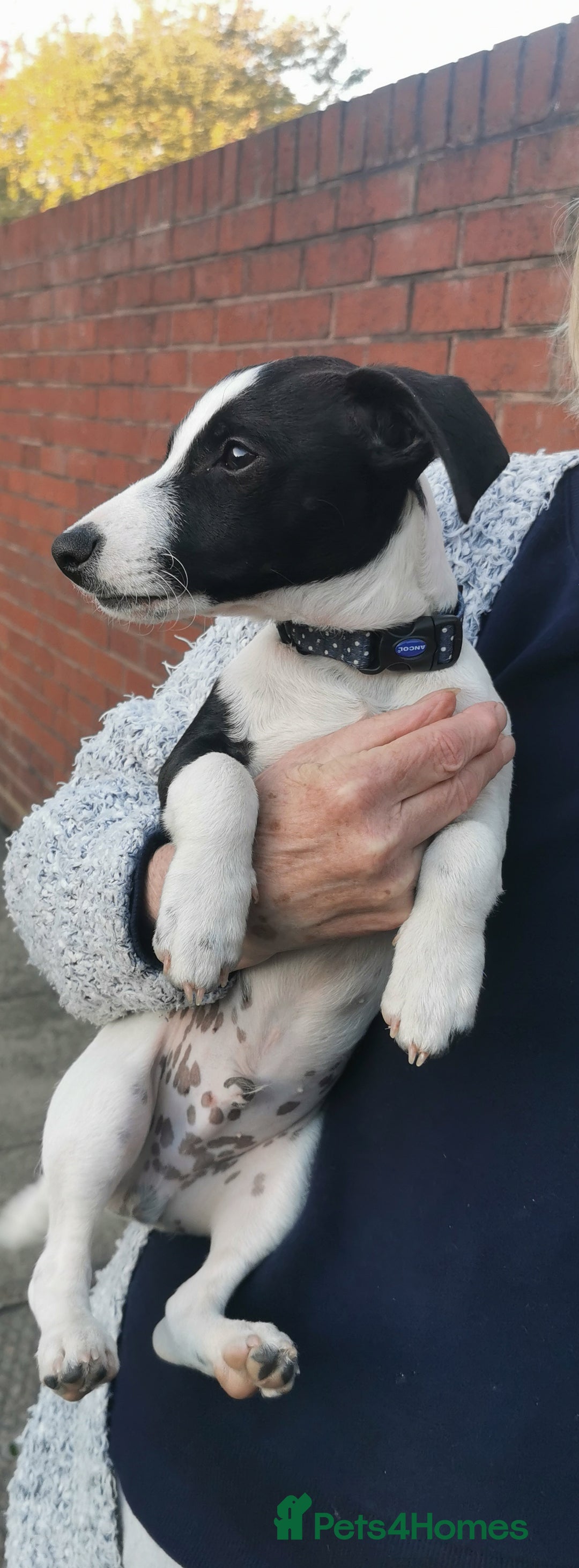 Jack Russell dogs for sale: Male jack russell - Image 11