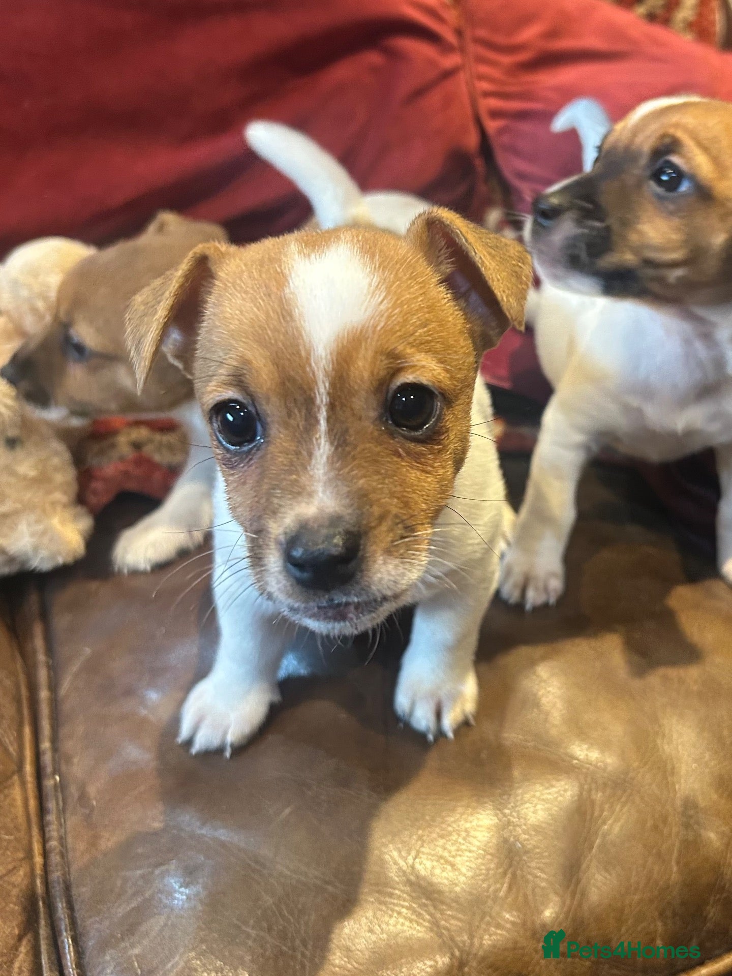 Jack Russell dogs Last Jack Russel girl available  - Advert 1